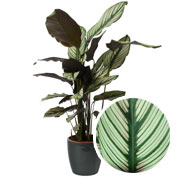 Calathea 'White Star' + Cache pot Anthracite